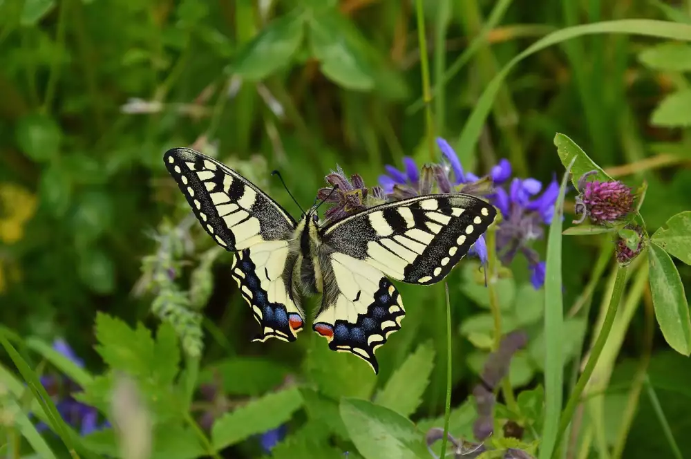 Papilio Restaurace